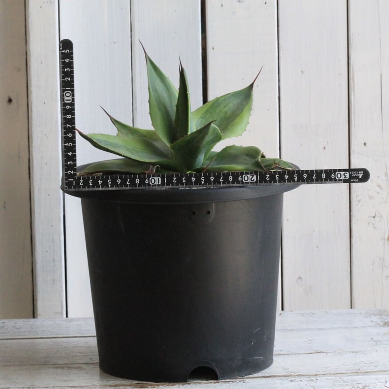 アガベ オバティフォリア キラー | hanayoshi-botanical