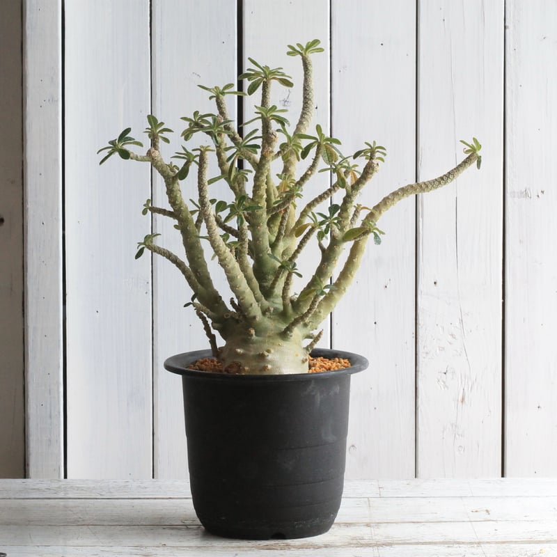 ドルステニア ギガス（実生) | hanayoshi-botanical