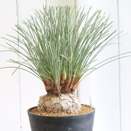 カリバナスフーケリー | STORES