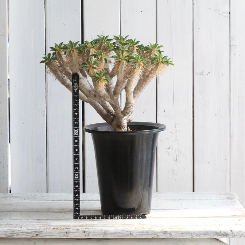 ユーフォルビア ギラウミニアナ | hanayoshi-botanical