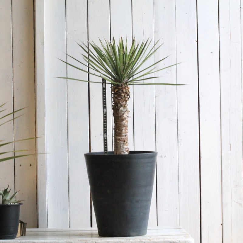 ユッカ フィリフェラ | hanayoshi-botanical