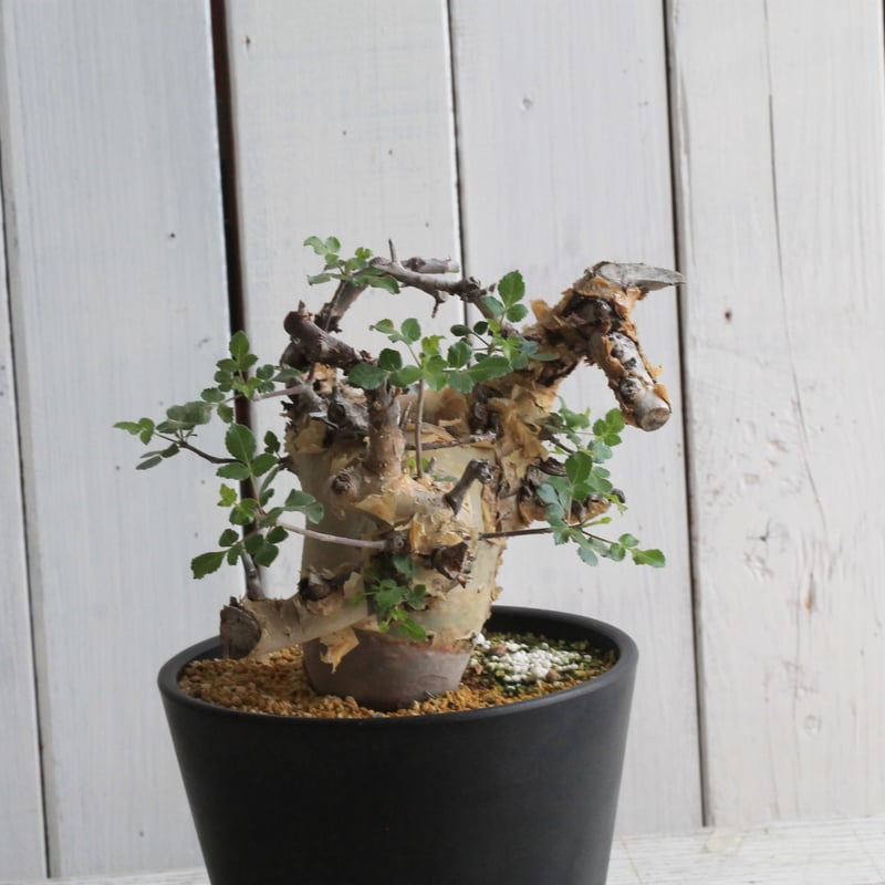 コミフォラ カタフ ターカネンシス 陶器鉢 コミフォラ カタフ