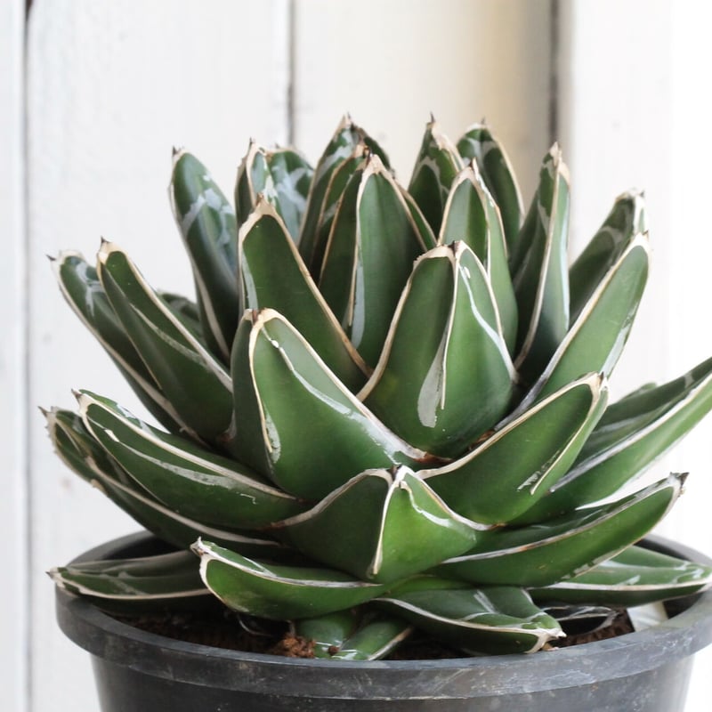 アガベ 笹の雪 特ワイド 濃ペンキ | hanayoshi-botanical