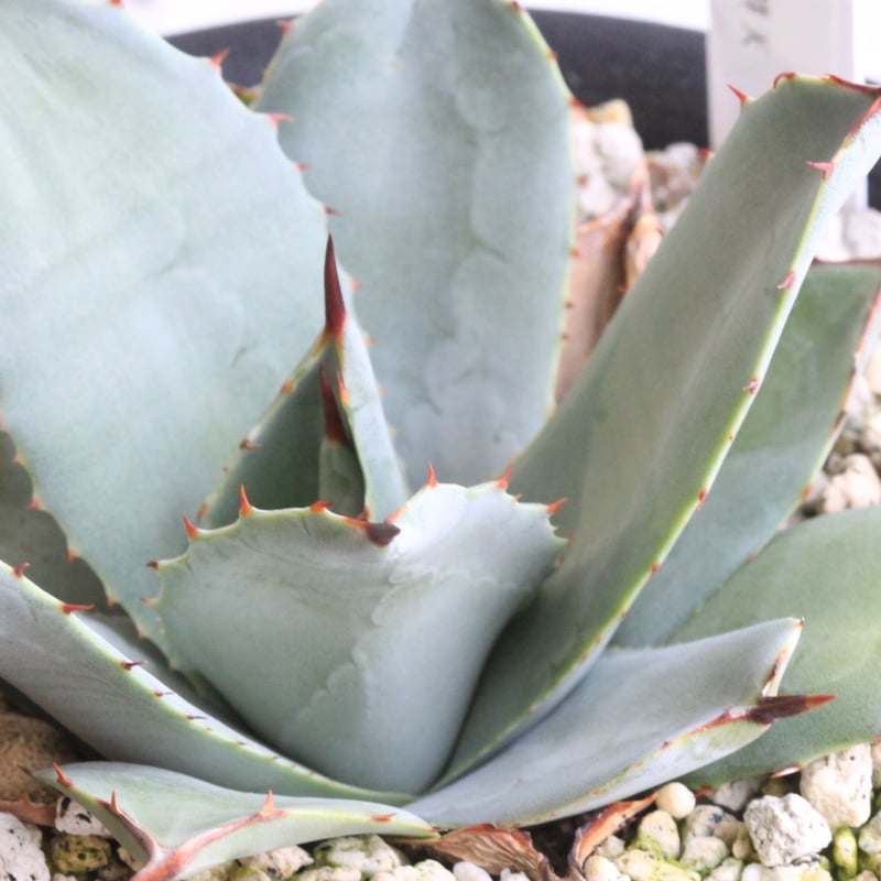 アガベ パリー 吉祥天② | hanayoshi-botanical