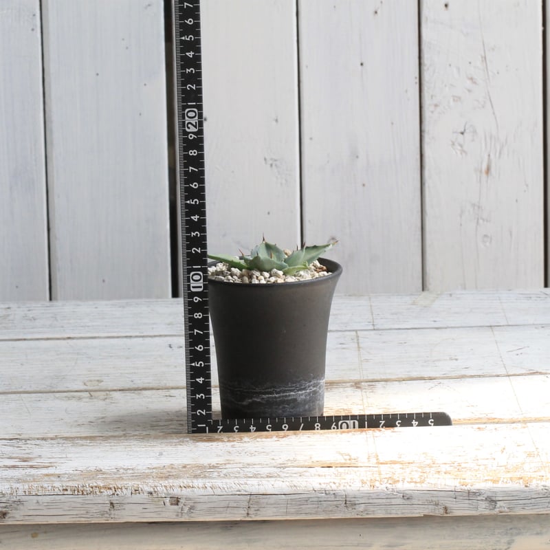 アガベ 吉祥天錦 | hanayoshi-botanical