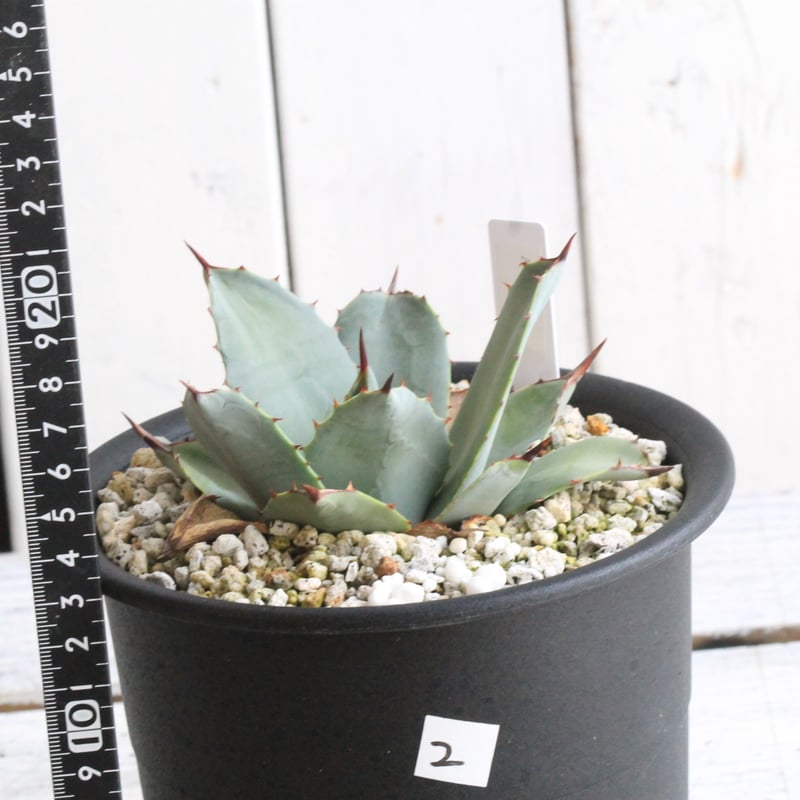 アガベ パリー 吉祥天② | hanayoshi-botanical