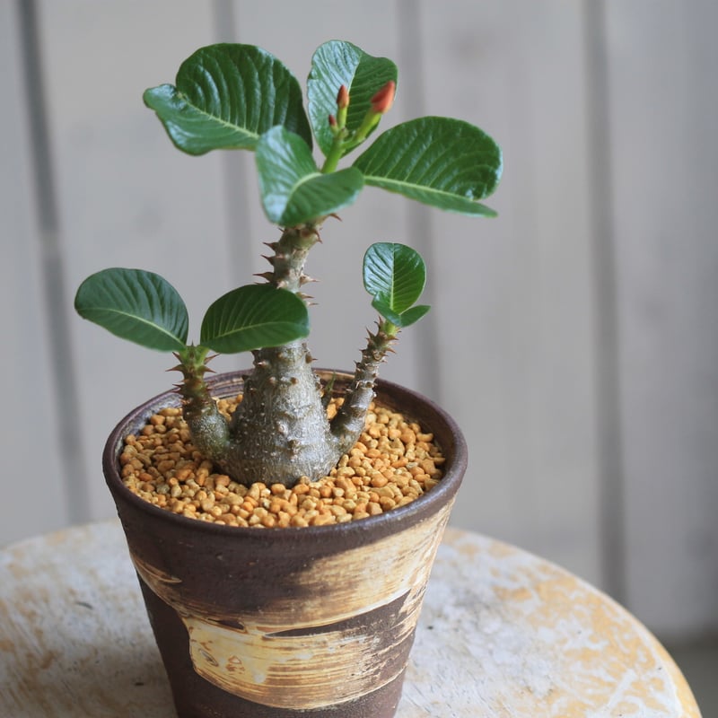 パキポディウム ウィンゾリー 実生 | hanayoshi-botanical