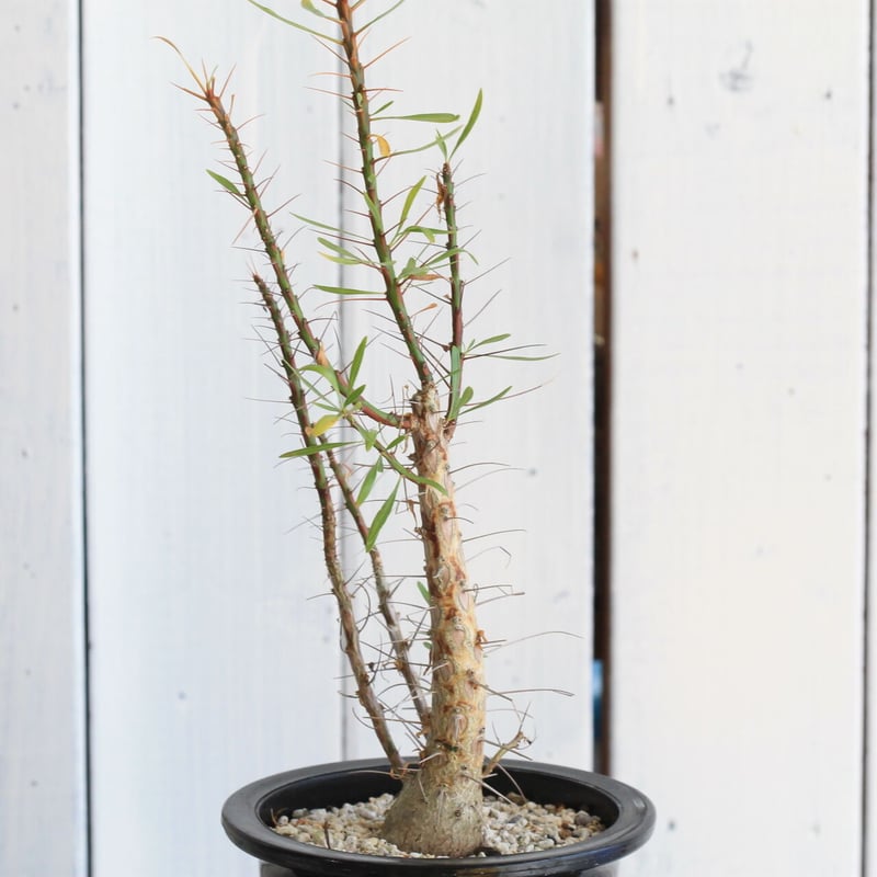 フォークイエリア プルプシー | hanayoshi-botanical