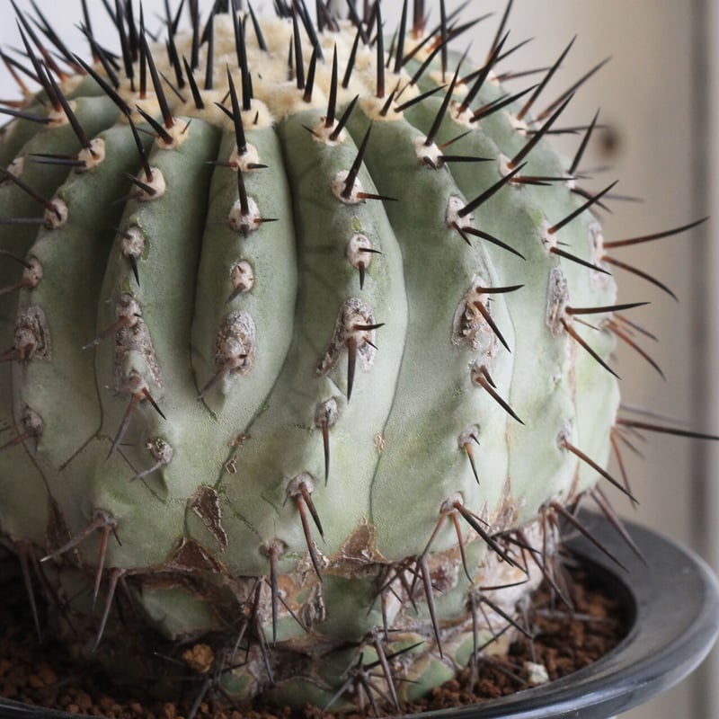 コピアポア 黒王丸（接ぎ木） | hanayoshi-botanical