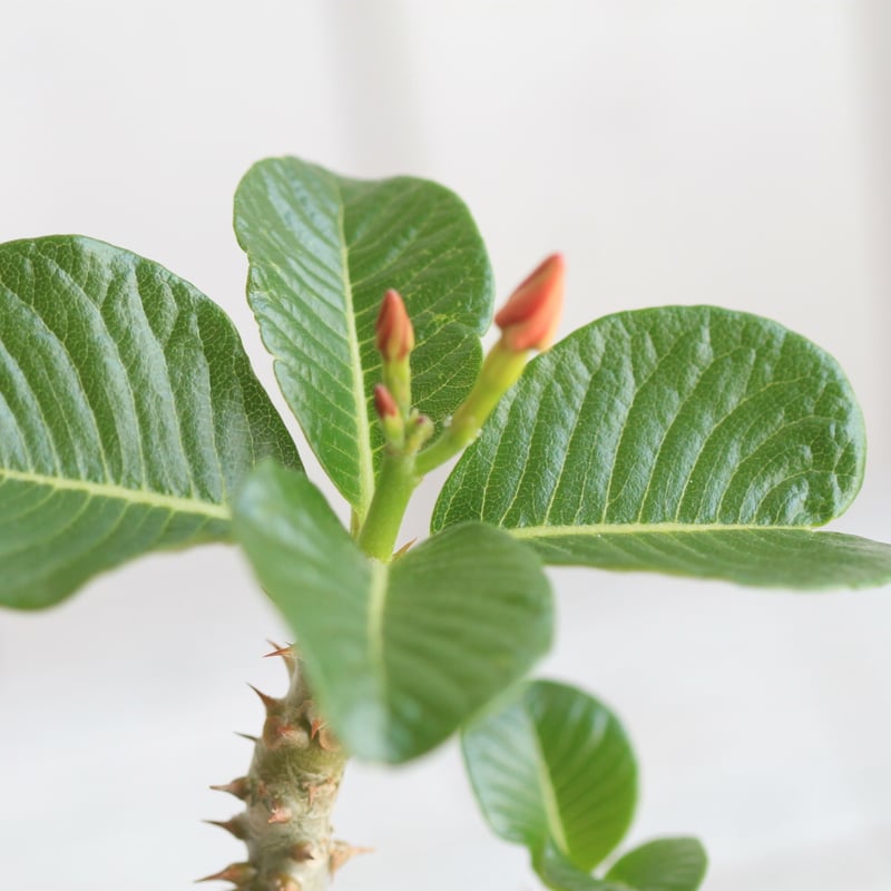 パキポディウム ウィンゾリー 実生 | hanayoshi-botanical