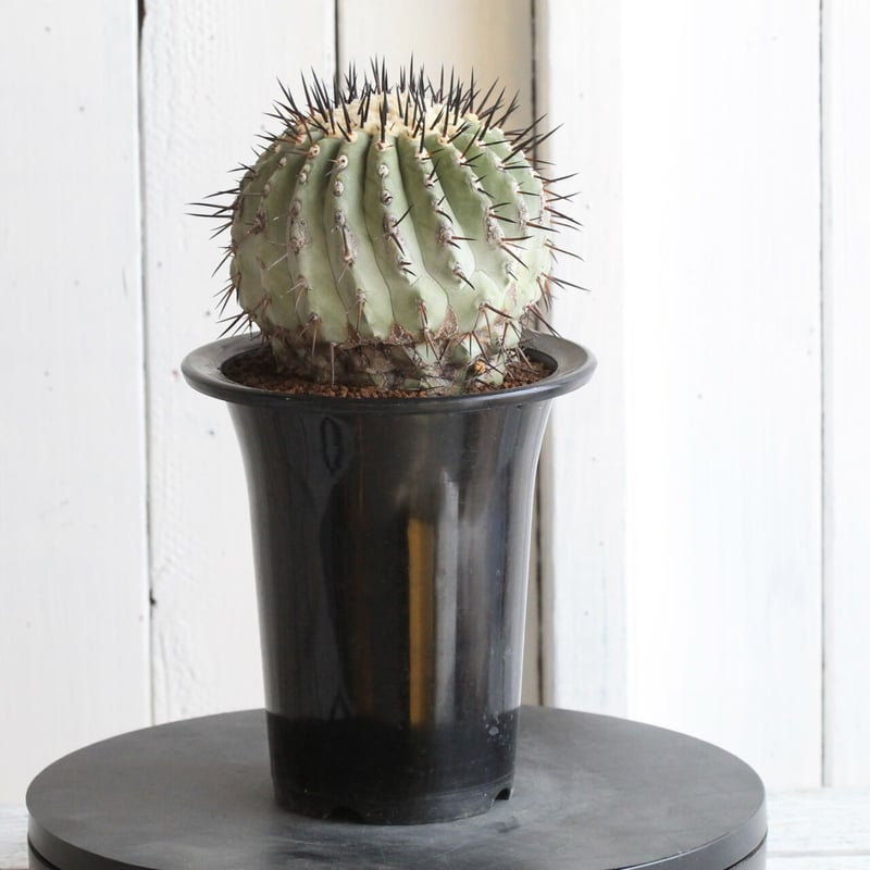 コピアポア 黒王丸（接ぎ木） | hanayoshi-botanical