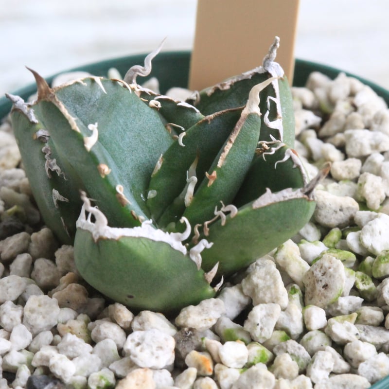 アガベ チタノタ SAD 南アフリカダイヤモンド カキ子 | hanayoshi