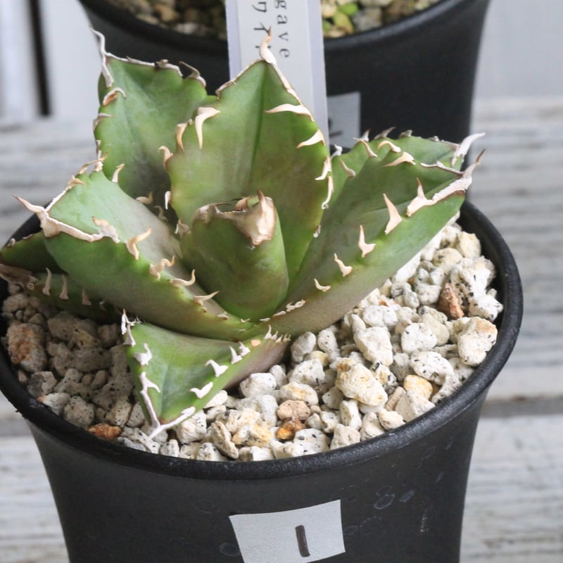 アガベ チタノタ ホワイトファイヤー 白火焔① | hanayoshi-botanical