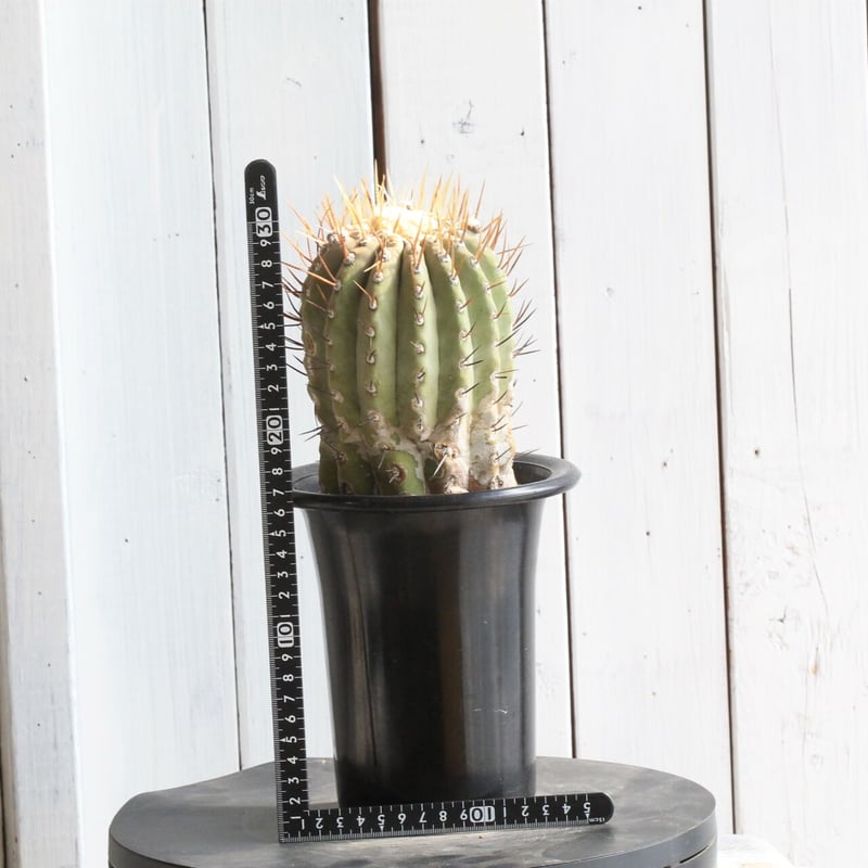 コピアポア シネレア 黒王丸（白刺） | hanayoshi-botanical