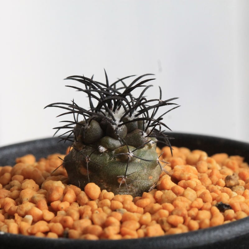 コピアポア グリセオビオラセア | hanayoshi-botanical