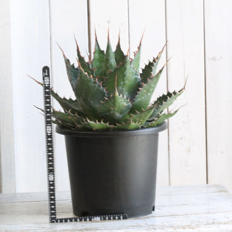 アガベ モンタナ | hanayoshi-botanical