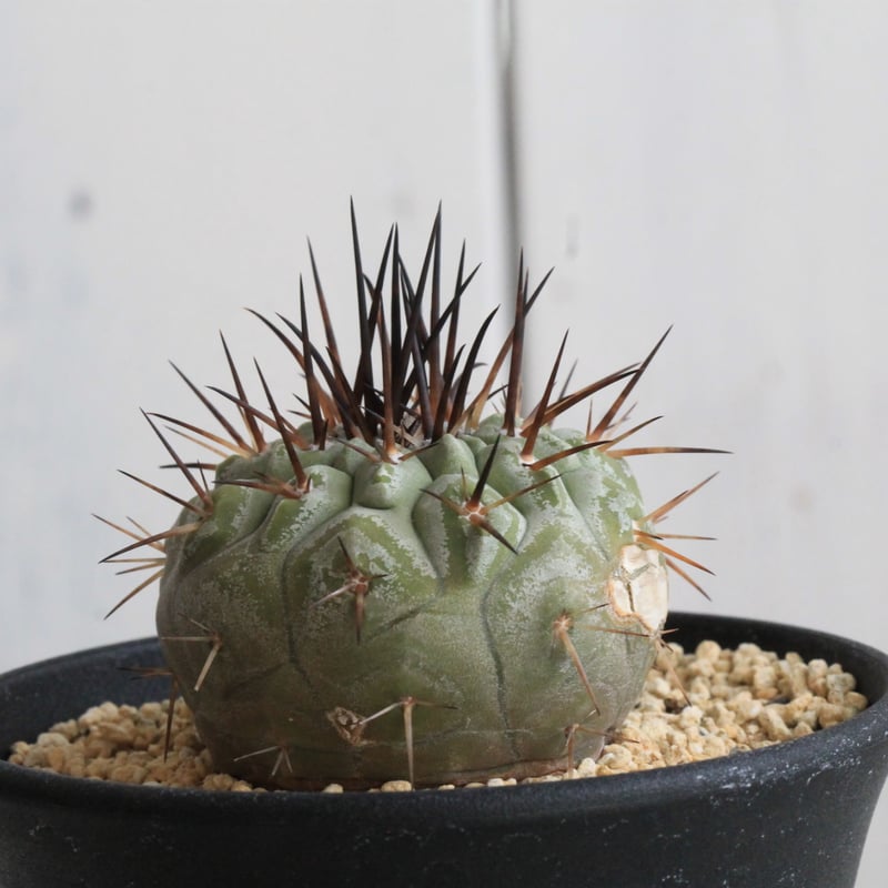 コピアポア シネレア 黒王丸 実生⑪ | hanayoshi-botanical