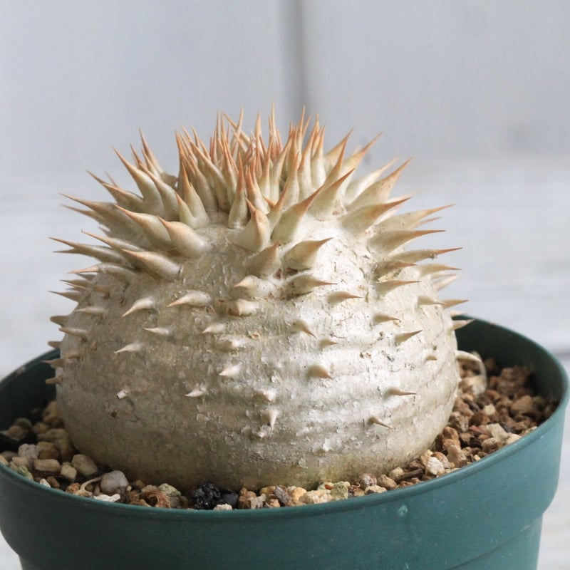 パキポディウム レウコキサンツム | hanayoshi-botanical