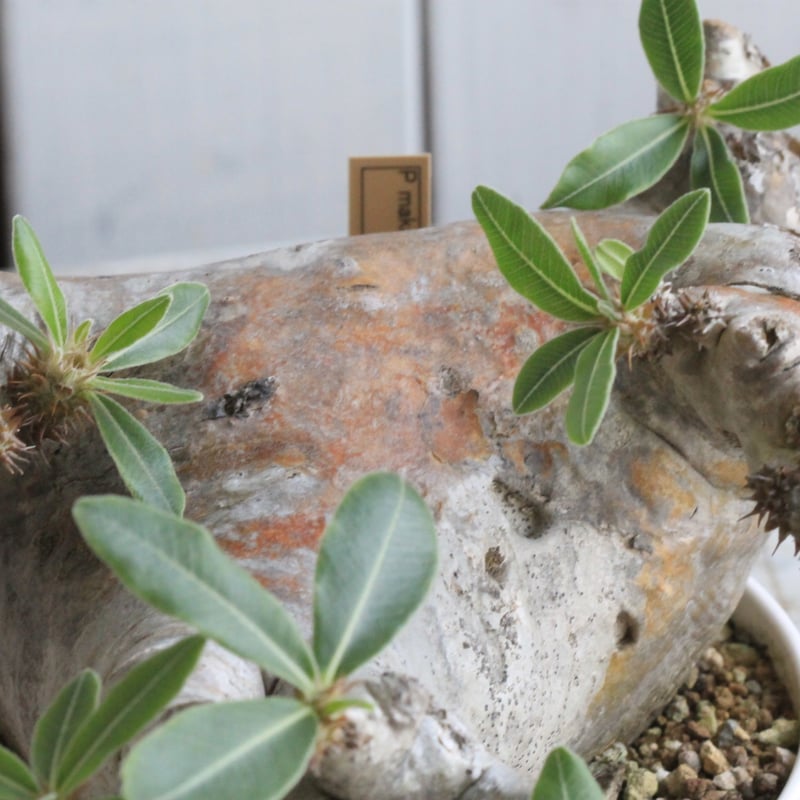 パキポディウム マカイエンセ 現地球 | hanayoshi-botanical