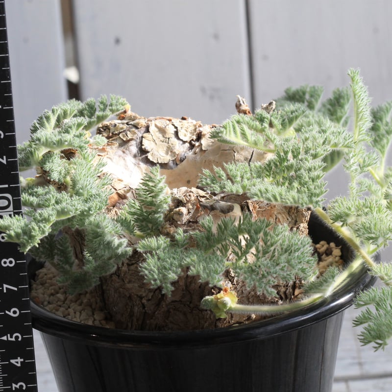 ペラルゴニウム トリステ 現地球 | hanayoshi-botanical