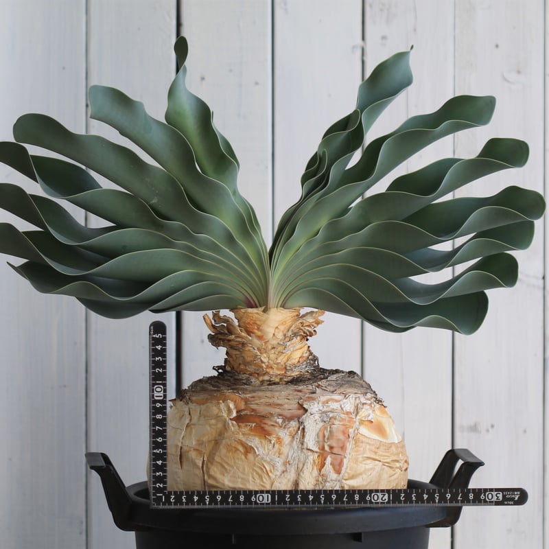 ブーファン ハエマントイデス | hanayoshi-botanical