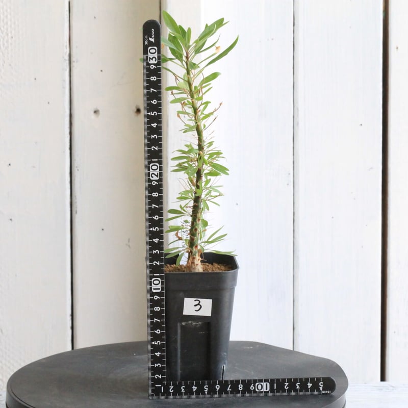 フォークイエリア プルプシー（実生） | hanayoshi-botanical