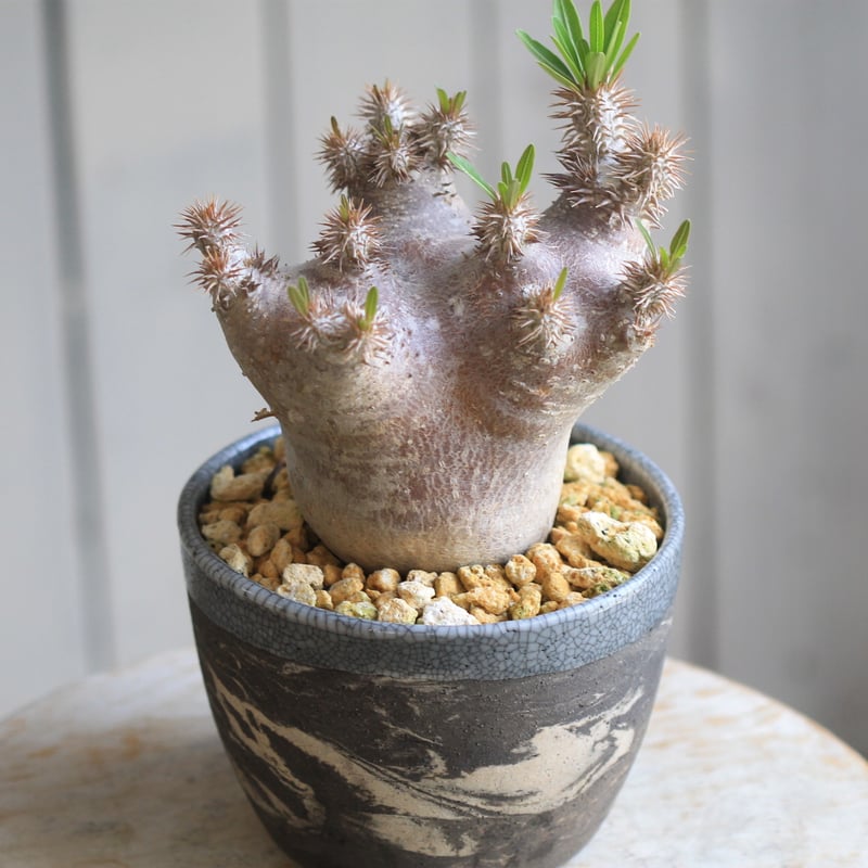 パキポディウム ブレビカリックス | hanayoshi-botanical