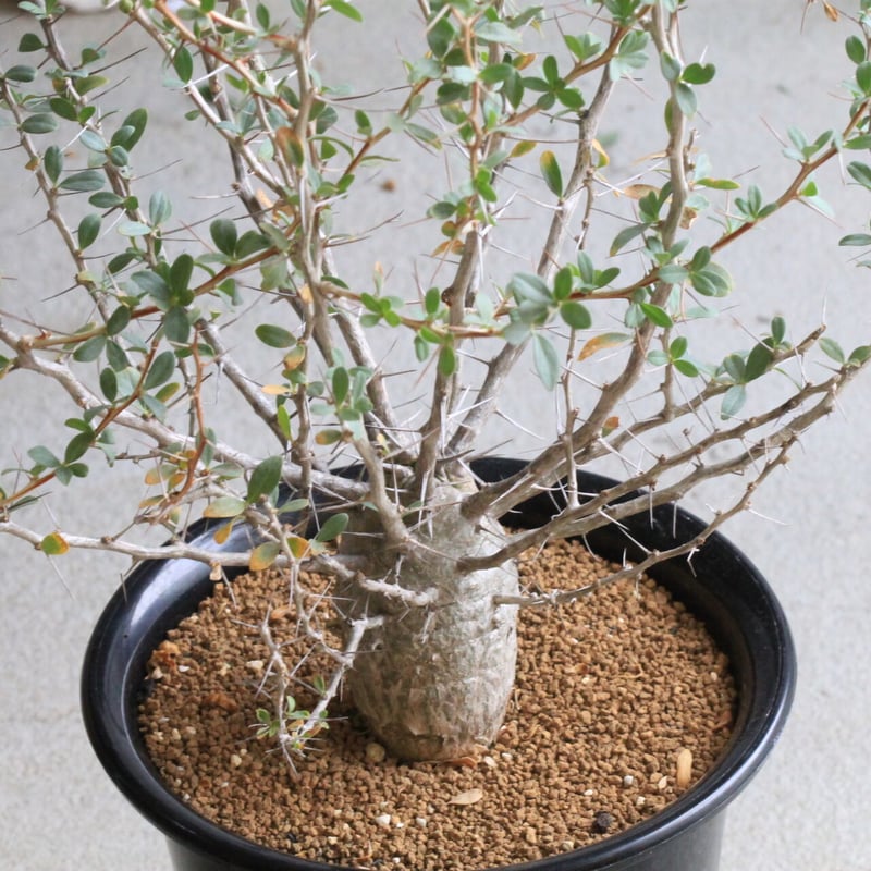 フォークイエリア コルムナリス 観峰玉 | hanayoshi-botanical