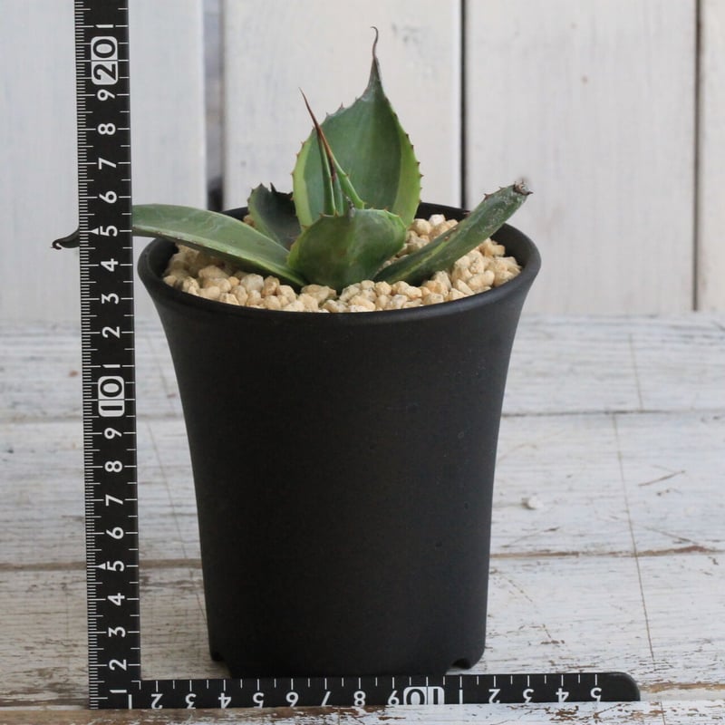 アガベ オバティフォリア キラー | hanayoshi-botanical