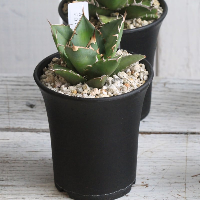 アガベ チタノタ FO076 ボールタイプ | hanayoshi-botanical