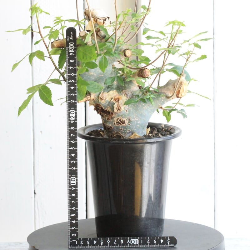 コミフォラ カタフ ターカネンシス | hanayoshi-botanical