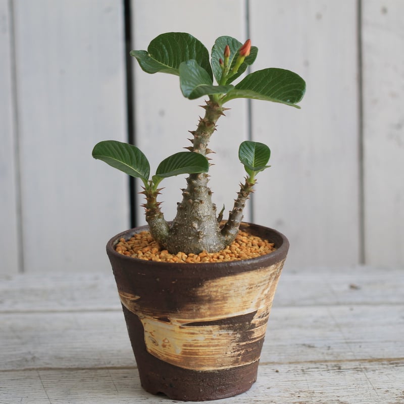 パキポディウム ウィンゾリー 実生 | hanayoshi-botanical