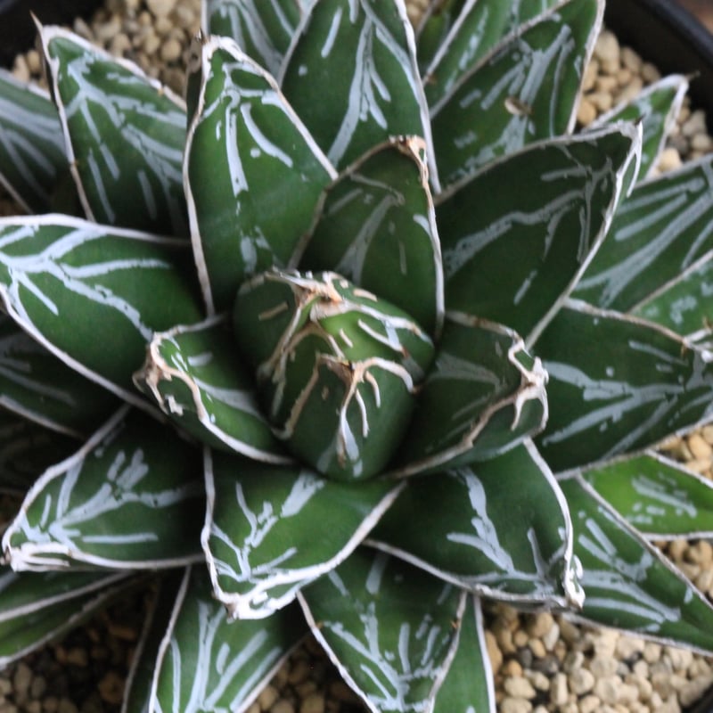 アガベ 笹の雪 NO-03① | hanayoshi-botanical