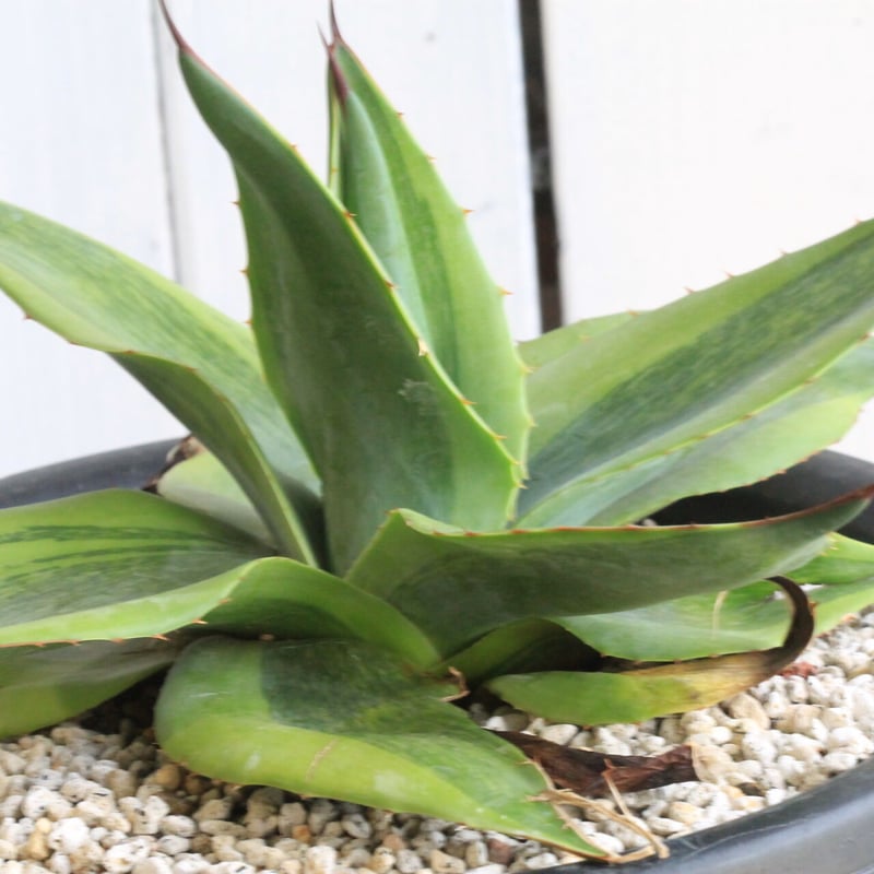 アガベ オバティフォリア キラー | hanayoshi-botanical