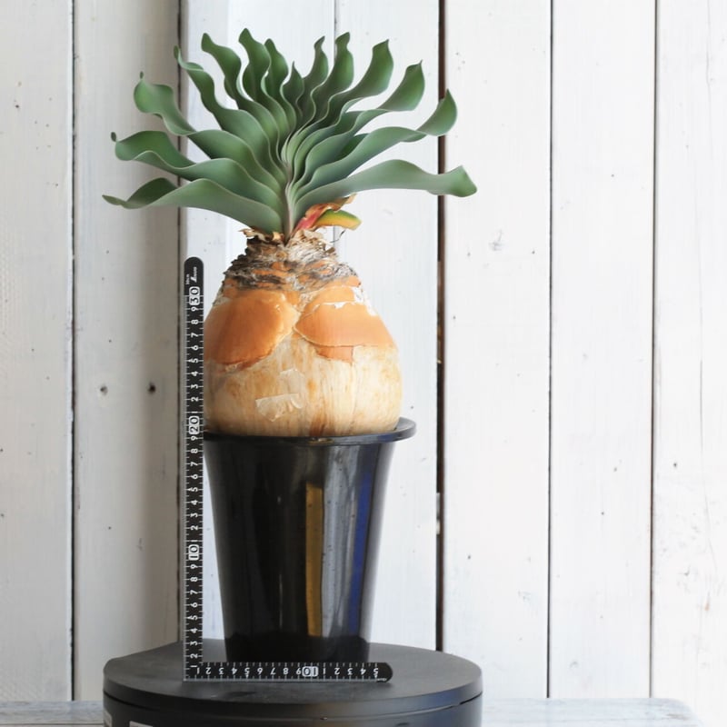 ブーファン ハエマントイデス | hanayoshi-botanical