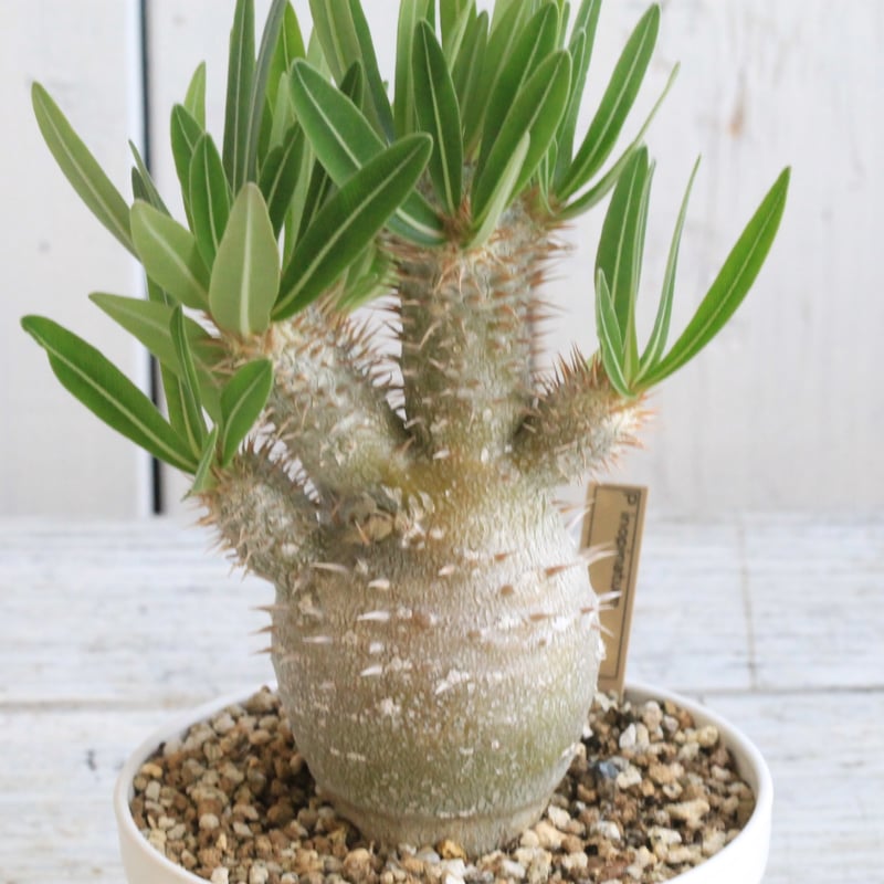 パキポディウム イノピナツム | hanayoshi-botanical