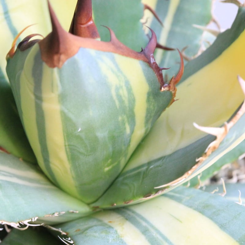 アガベ チタノタ錦（黄散斑） | hanayoshi-botanical