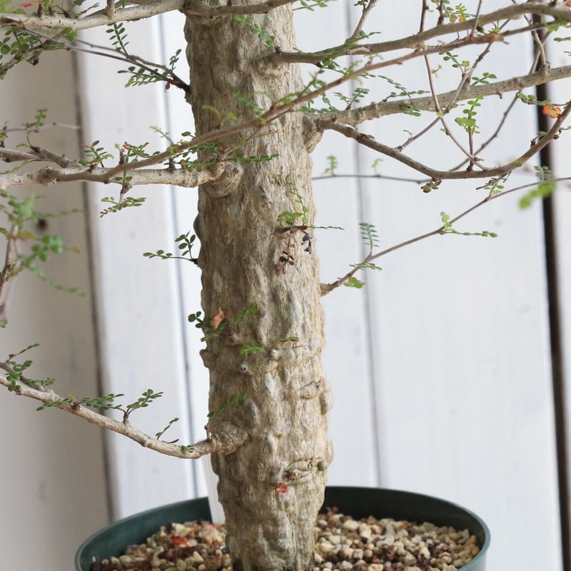 オペルクリカリア デカリー | hanayoshi-botanical