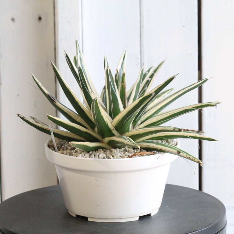 アガベ 氷山 | hanayoshi-botanical