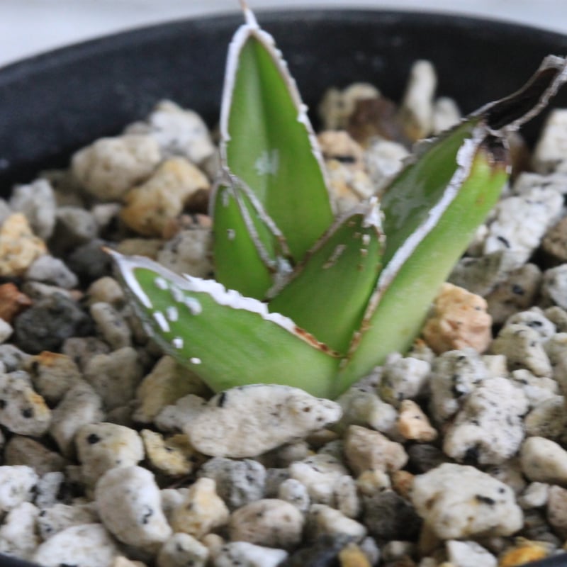 アガベ 特選姫笹の雪 スノーボール① | hanayoshi-botanical