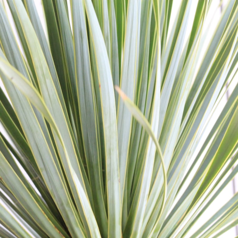 ユッカ ロストラータ ブルーサンダー② | hanayoshi-botanical