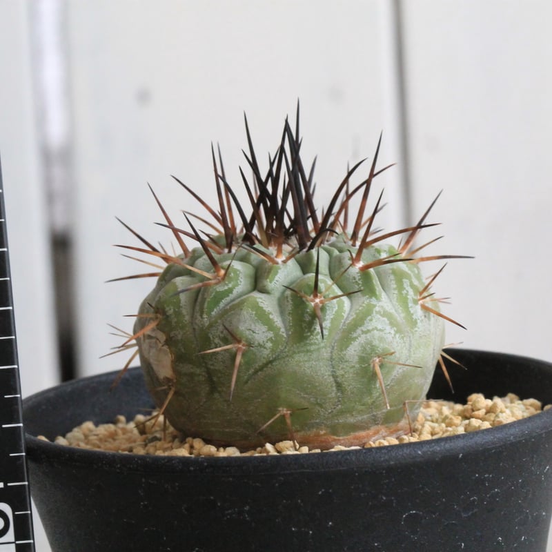 コピアポア シネレア 黒王丸 実生⑪ | hanayoshi-botanical