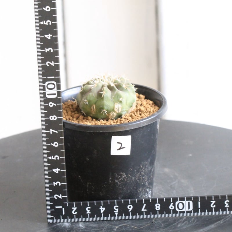 コピアポア コルムナ アルバ（実生） | hanayoshi-botanical