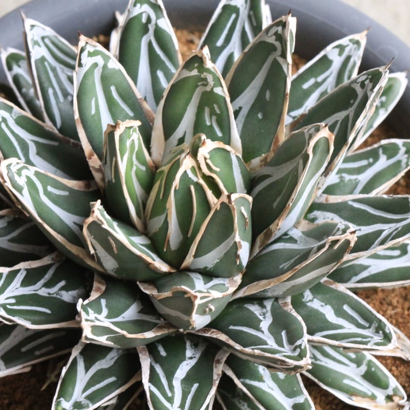 アガベ 爪白姫笹の雪 | hanayoshi-botanical