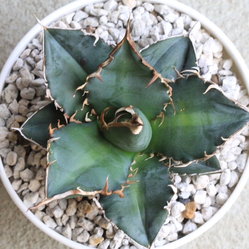 アガベ チタノタ 緑犀牛 | hanayoshi-botanical