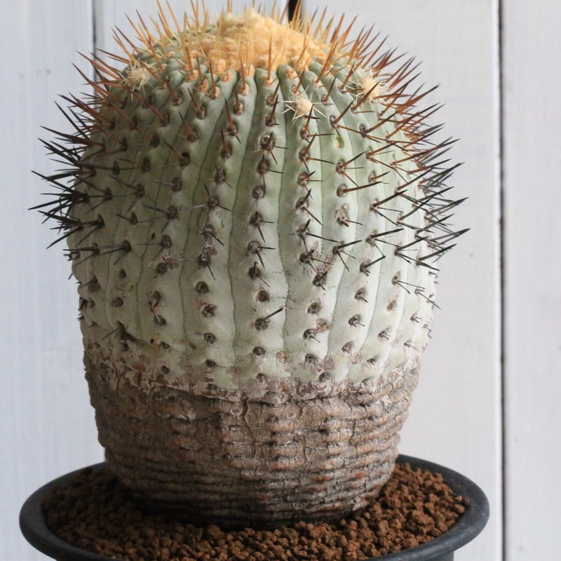 コピアポア コルムナ・アルバ（現地球） | hanayoshi-botanical