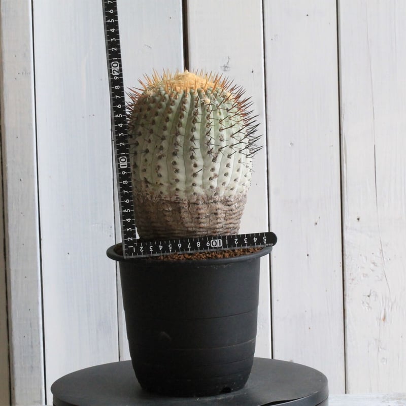 コピアポア コルムナ・アルバ（現地球） | hanayoshi-botanical