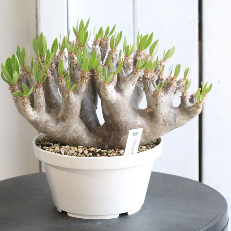 パキポディウム ブレビカリックス | hanayoshi-botanical