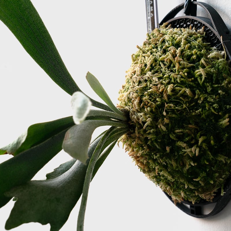 2025.11/22〜】板付ビカクシダ P. willinckii 'Spur' （TC）