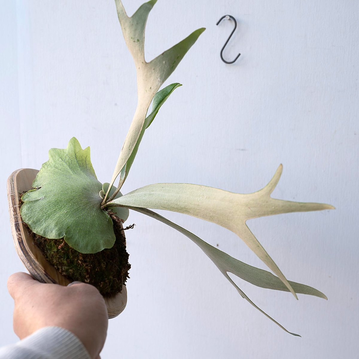 2025.11/12〜】板付ビカクシダ P. White Hawk（pup） | IMAMA